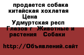  продается собака китайская хохлатая › Цена ­ 2 000 - Удмуртская респ., Глазов г. Животные и растения » Собаки   